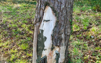 L’homme à la jambe de bois